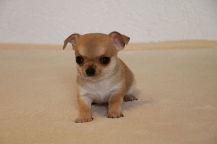 Wunderschöne Chihuahua-Welpen