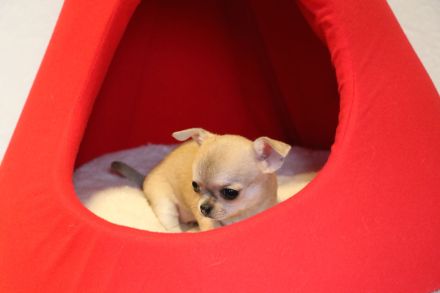 Wunderschöne Chihuahua-Welpen