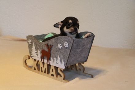 Wunderschöne Chihuahua-Welpen