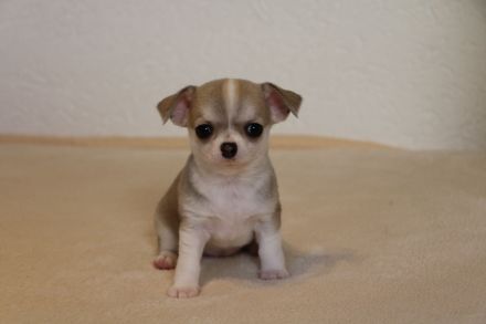 Wunderschöne Chihuahua-Welpen