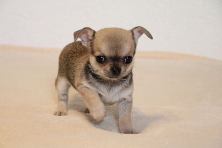 Wunderschöne Chihuahua-Welpen