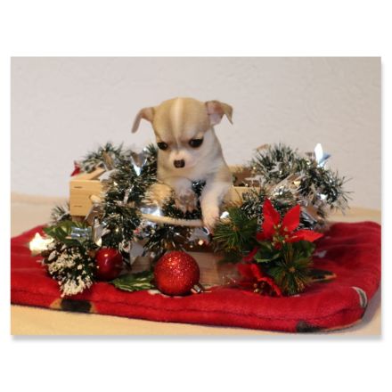 Wunderschöne Chihuahua-Welpen