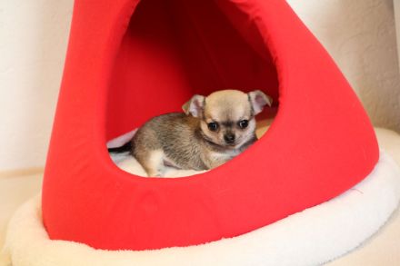 Wunderschöne Chihuahua-Welpen