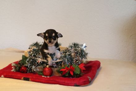 Wunderschöne Chihuahua-Welpen