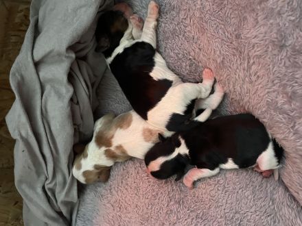 Cavalier King Charles Welpen