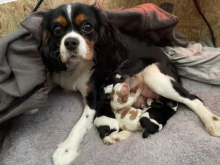 Cavalier King Charles Welpen