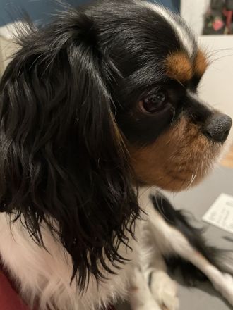 Cavalier King Charles Welpen