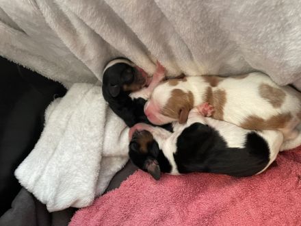 Cavalier King Charles Welpen