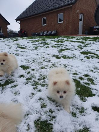 Zwergspitz Pomeranian Welpen mit EU Ausweis