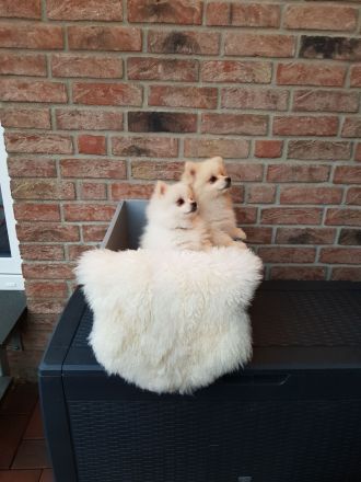 Zwergspitz Pomeranian Welpen mit EU Ausweis