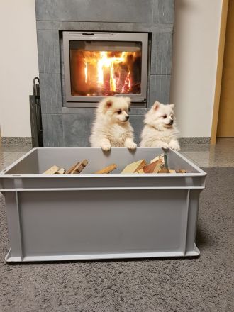 Zwergspitz Pomeranian Welpen mit EU Ausweis