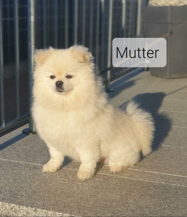 Zwergspitz Pomeranian Welpen mit EU Ausweis