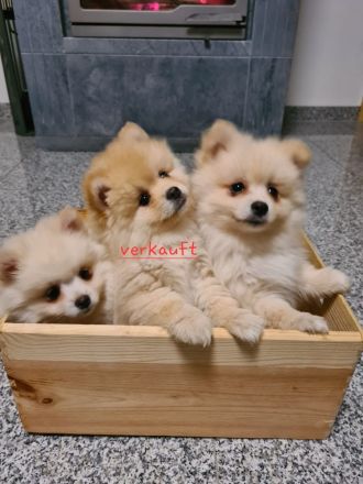 Zwergspitz Pomeranian Welpen mit EU Ausweis