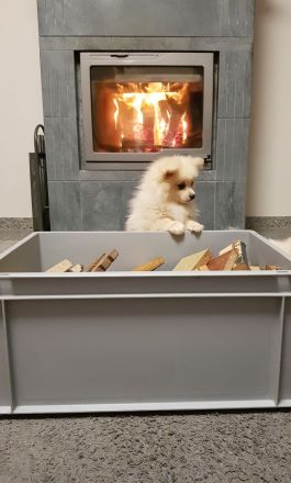 Zwergspitz Pomeranian Welpen mit EU Ausweis