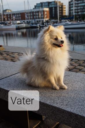 Zwergspitz Pomeranian Welpen mit EU Ausweis