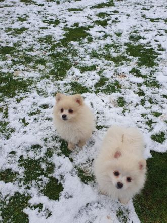 Zwergspitz Pomeranian Welpen mit EU Ausweis