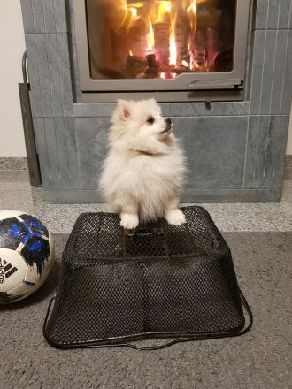 Zwergspitz Pomeranian Welpen mit EU Ausweis