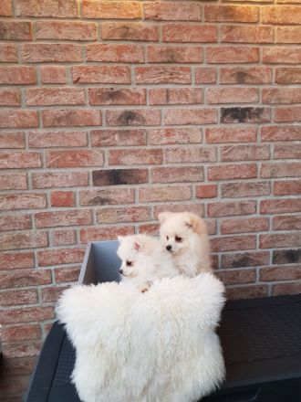 Zwergspitz Pomeranian Welpen mit EU Ausweis