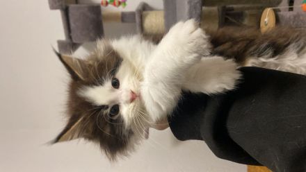 Maine Coon Babykatze