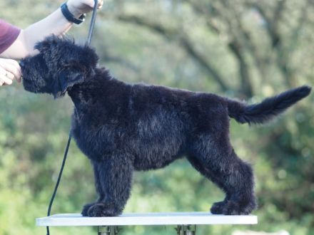 Schwarze Russische Terrier Welpen
