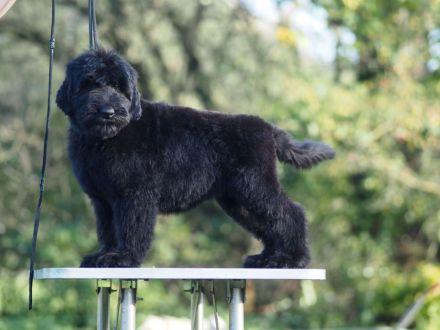 Schwarze Russische Terrier Welpen