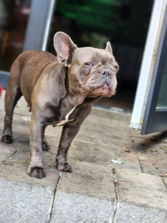 Wundervolle Französische Bulldogge Welpen