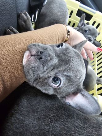 Wundervolle Französische Bulldogge Welpen