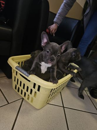 Wundervolle Französische Bulldogge Welpen