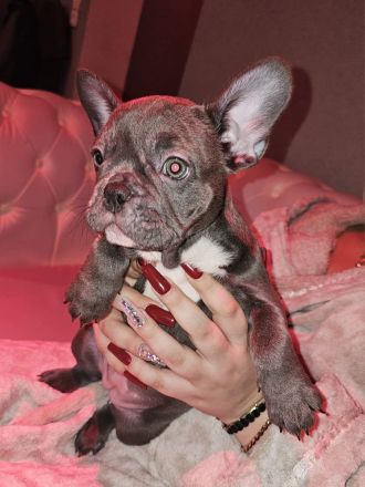Wundervolle Französische Bulldogge Welpen