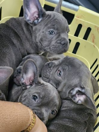 Wundervolle Französische Bulldogge Welpen