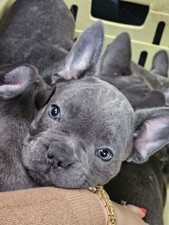 Wundervolle Französische Bulldogge Welpen