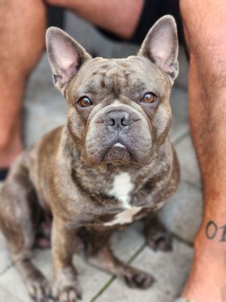 Wundervolle Französische Bulldogge Welpen