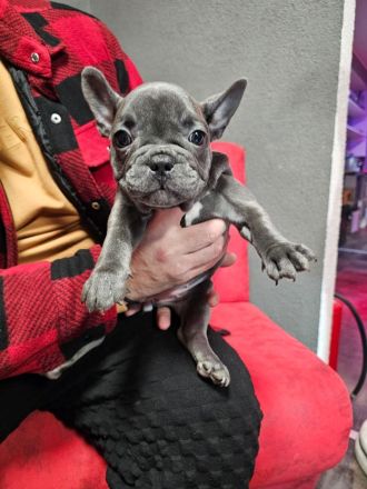 Wundervolle Französische Bulldogge Welpen
