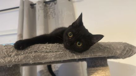 Siam mix kitten in Mettingen (Nordrhein-Westfalen) // Snautz.de