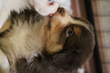 Australian Shepherd Welpen ASCA Papiere umfangreiche Untersuchungen