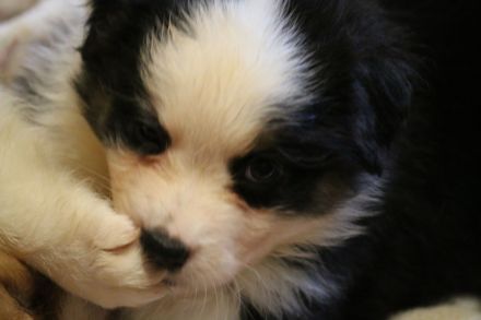 Australian Shepherd Welpen ASCA Papiere umfangreiche Untersuchungen