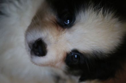 Australian Shepherd Welpen ASCA Papiere umfangreiche Untersuchungen