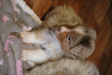 Australian Shepherd Welpen ASCA Papiere umfangreiche Untersuchungen