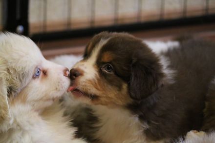 Australian Shepherd Welpen ASCA Papiere umfangreiche Untersuchungen