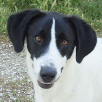 Rowan, geb. ca. 11/2018, lebt in GRIECHENLAND, im städt. Tierheim Serres