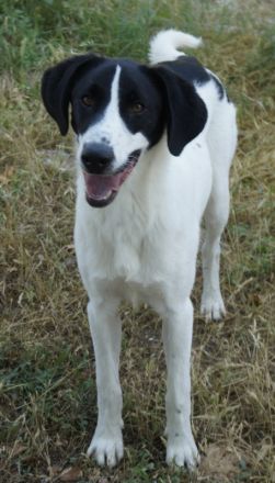 Rowan, geb. ca. 11/2018, lebt in GRIECHENLAND, im städt. Tierheim Serres