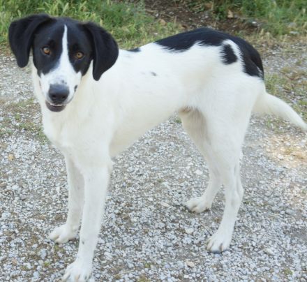 Rowan, geb. ca. 11/2018, lebt in GRIECHENLAND, im städt. Tierheim Serres