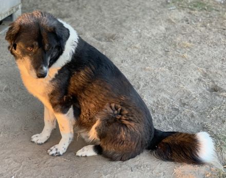 Harwin, geb. ca. 11/2018, lebt in GRIECHENLAND, im städt. Tierheim Serres