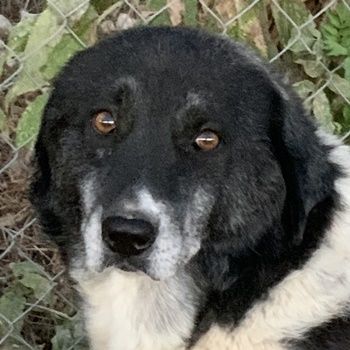 Harwin, geb. ca. 11/2018, lebt in GRIECHENLAND, im städt. Tierheim Serres