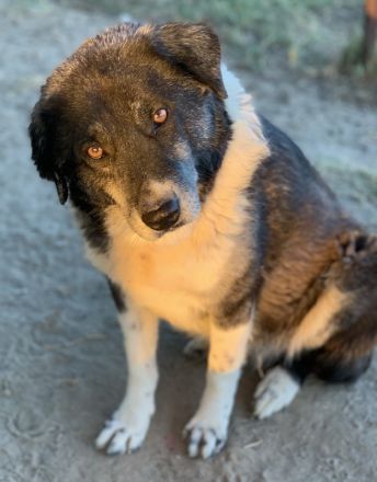 Harwin, geb. ca. 11/2018, lebt in GRIECHENLAND, im städt. Tierheim Serres