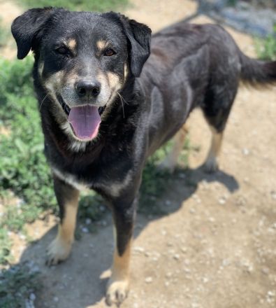 Nabucco, geb. ca. 01/2019, lebt in GRIECHENLAND, im städt. Tierheim Serres