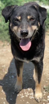 Nabucco, geb. ca. 01/2019, lebt in GRIECHENLAND, im städt. Tierheim Serres