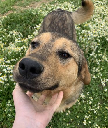 Bruno, geb. ca. 05/2020, lebt in GRIECHENLAND, auf einer privaten Pflegestelle