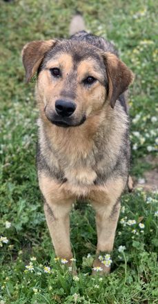 Bruno, geb. ca. 05/2020, lebt in GRIECHENLAND, auf einer privaten Pflegestelle