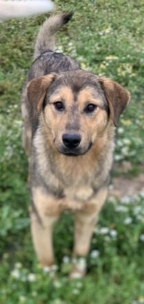 Bruno, geb. ca. 05/2020, lebt in GRIECHENLAND, auf einer privaten Pflegestelle